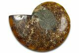 Cut & Polished Ammonite Fossil (Half) - Madagascar #377633-1
